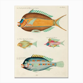 Colourful And Surreal Illustrations Of Fishes Found In Moluccas (Indonesia) And The East Indies, Louis Renard(40) Canvas Print