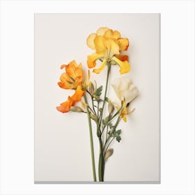 Pressed Flower Botanical Art Freesia 1 Canvas Print