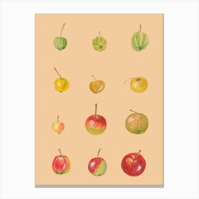 Watercolor Apples Canvas Print