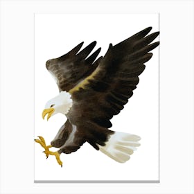 Bald Eagle Canvas Print