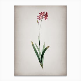 Vintage Corn Lily Botanical on Parchment n.0096 Canvas Print