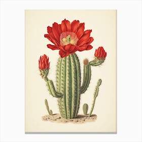 Vintage Cactus Illustration Woolly Torch Cactus 3 Canvas Print