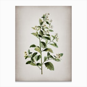 Vintage Eastern Baccharis Botanical on Parchment n.0195 Canvas Print