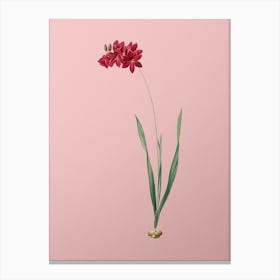 Vintage Ixia Filiformis Botanical on Soft Pink n.0657 Canvas Print