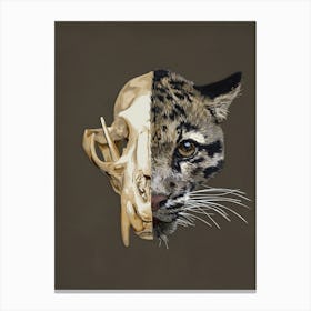 Clouded Leopard Skull Canvas Print
