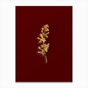 Vintage Common Cytisus Botanical in Gold on Red Canvas Print