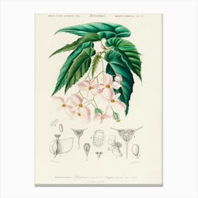 Begonia (Begonia Incarnata), Charles Dessalines D'Orbigny Canvas Print