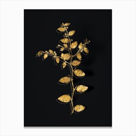 Vintage Christ's Thorn Botanical in Gold on Black Canvas Print