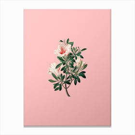 Vintage Variegated Chinese Azalea Botanical on Soft Pink Canvas Print