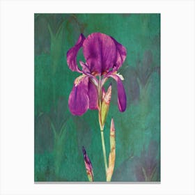 Purple Iris Canvas Print