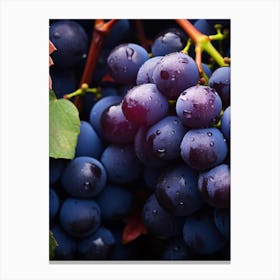 Black Grapes 4 Canvas Print