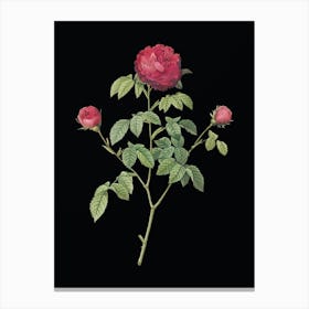 Vintage Agatha Rose in Bloom Botanical Illustration on Solid Black n.0241 Canvas Print