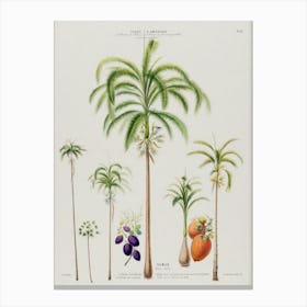 Palm Trees Canvas Print