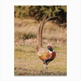 Pheasant In Forest Canvas Print