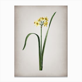 Vintage Cowslip Cupped Daffodil Botanical on Parchment n.0480 Canvas Print