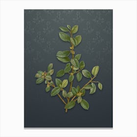 Vintage Italian Buckthorn Botanical on Slate Gray Pattern n.2285 Canvas Print