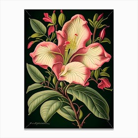 Mandevilla 2 Floral Botanical Vintage Poster Flower Canvas Print