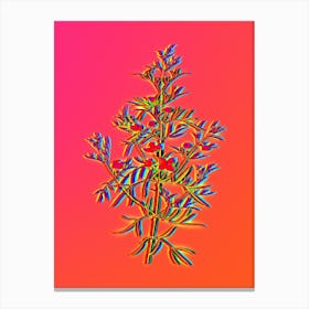 Neon Boronia Pinnata Botanical in Hot Pink and Electric Blue n.0204 Canvas Print