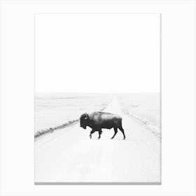 Bison On Road Canvas Print
