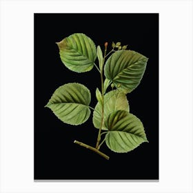 Vintage Linden Tree Branch Botanical Illustration on Solid Black n.0320 Canvas Print