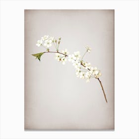 Vintage Amarena Cherry Botanical on Parchment n.0257 Canvas Print