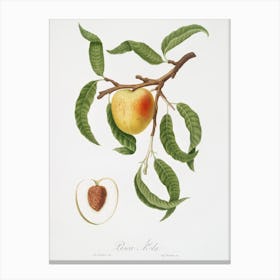 Peach (Persica Mali Formis) From Pomona Italiana (1817 - 1839), Giorgio Gallesio Canvas Print