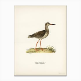 Common Redshank, The Von Wright Brothers Canvas Print