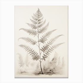 Vintage Fern Drawing Canvas Print