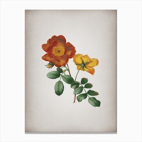 Vintage Sweetbriar Rose Botanical on Parchment n.0707 Canvas Print