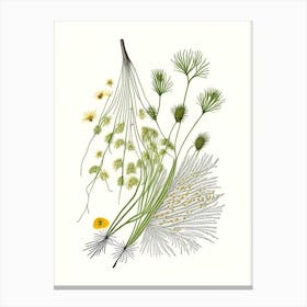 Fennel Seeds Spices And Herbs Pencil Illustration 4 Canvas Print