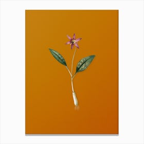 Vintage Erythronium Botanical on Sunset Orange n.0487 Canvas Print
