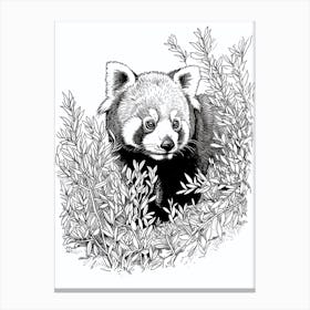Red Panda Hiding In Bushes Ink Illustration 4 Canvas Print
