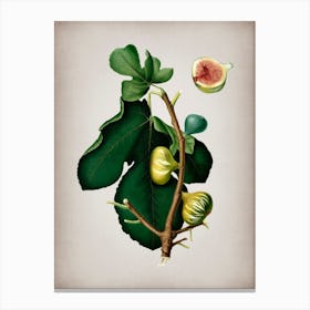 Vintage White Peel Fig Botanical on Parchment n.0032 Canvas Print