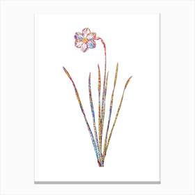 Stained Glass Narcissus Poeticus Mosaic Botanical Illustration on White Canvas Print