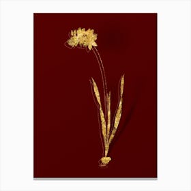 Vintage Ixia Filiformis Botanical in Gold on Red n.0419 Canvas Print