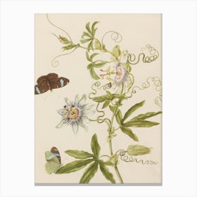 Passion Flower And Butterflies Canvas Print