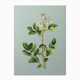 Vintage Andromeda Mariana Branch Botanical Art on Mint Green n.0606 Canvas Print