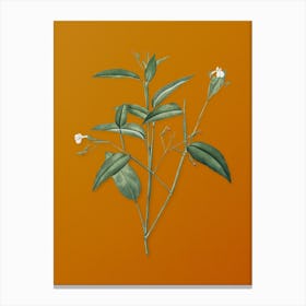 Vintage Maranta Arundinacea Botanical on Sunset Orange n.0373 Canvas Print