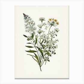 Vintage Botanical Galleria Style Wildflower Painting 5 Canvas Print