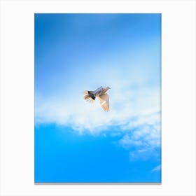 Dove Flying In The Sky Canvas Print