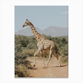 Giraffe In The Wild Canvas Print