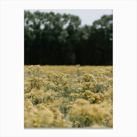 A field of yellow flowers in the Netherlands Canvas Print