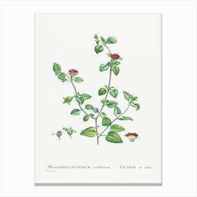 Mesembryanthemum Cordifolium, Pierre Joseph Redoute Canvas Print