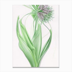 Angelica Herb Pencil Colour Canvas Print