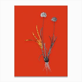 Vintage Allium Carolinianum Black and White Gold Leaf Floral Art on Tomato Red n.0958 Canvas Print