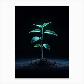 Young Plant Sprouting On Black Background Canvas Print