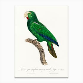 The Cuban Amazon, Male From Natural History Of Parrots, Francois Levaillant Canvas Print