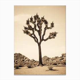  Photograph Of A Joshua Tree In A Sandy Desert 4 Canvas Print