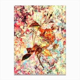 Impressionist Blood Red Bengal Rose Botanical Painting in Blush Pink and Gold Canvas Print