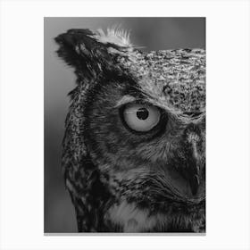 Owl Bird Canvas Print